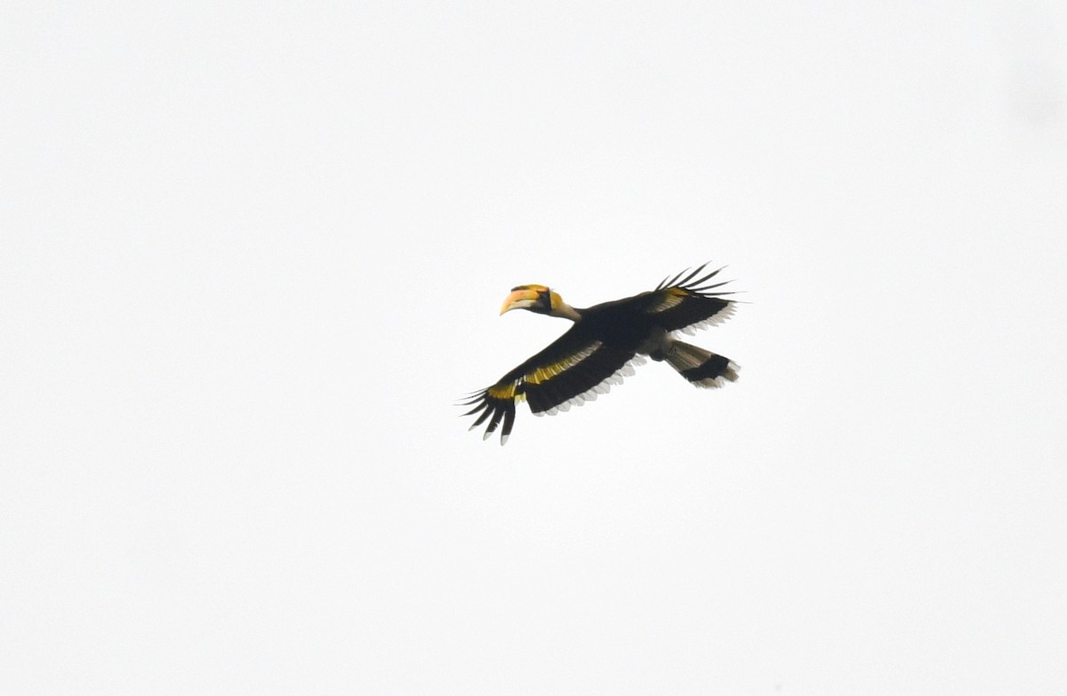 Great Hornbill - ML639699241