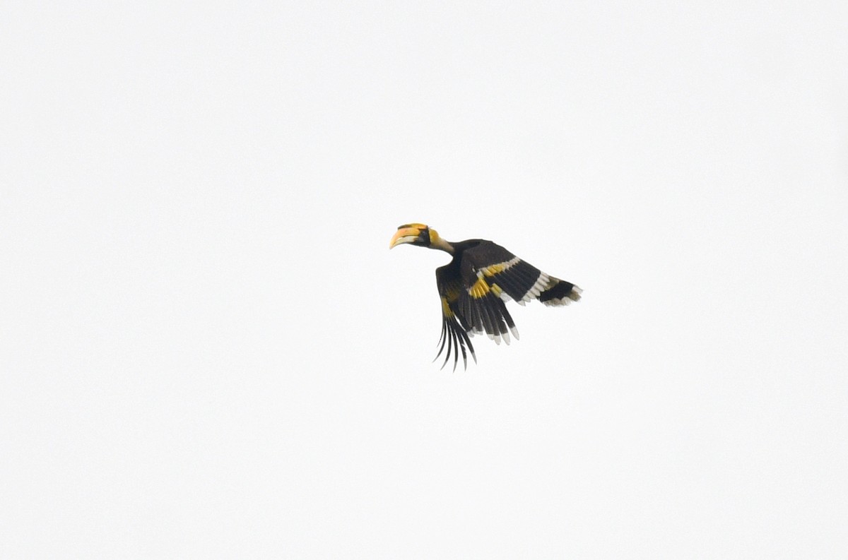 Great Hornbill - ML639699242