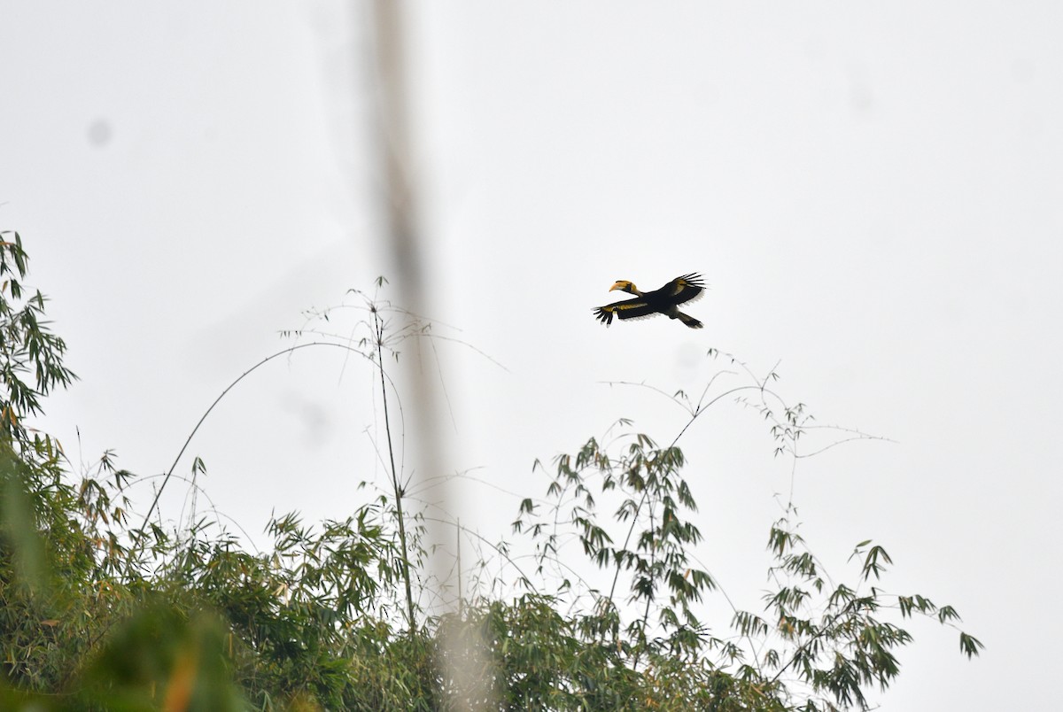Great Hornbill - ML639699243