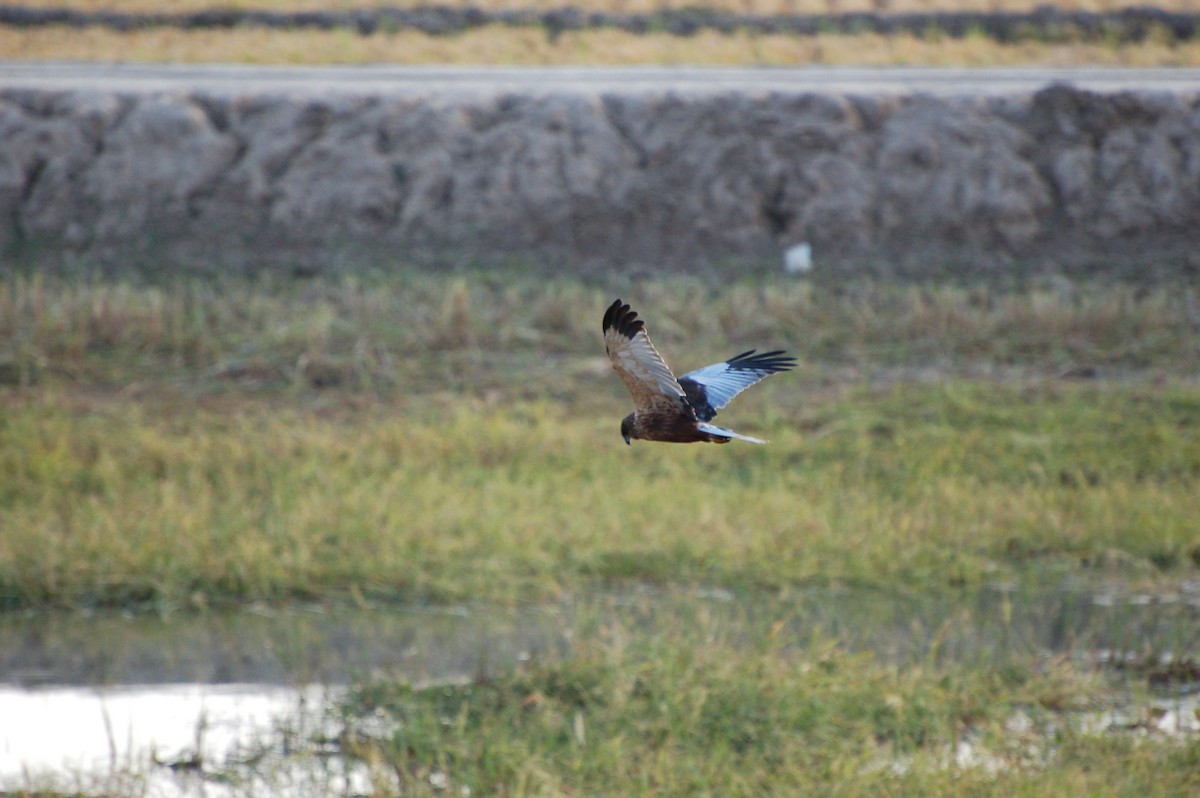 Western Marsh Harrier - ML639699246