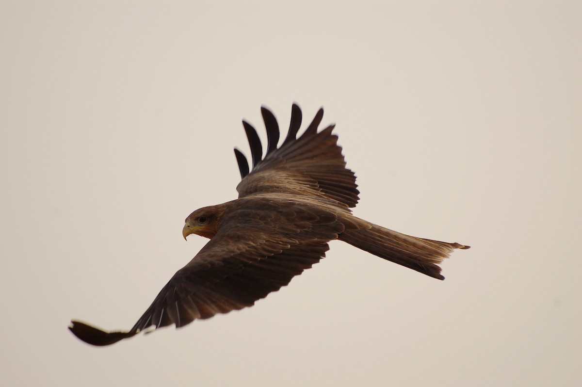 Black Kite - ML639699252