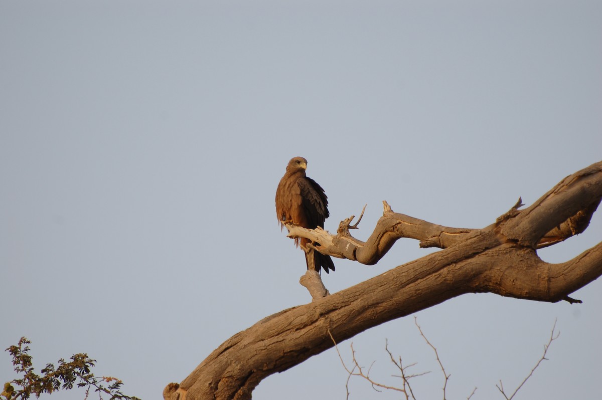 Black Kite - ML639699253