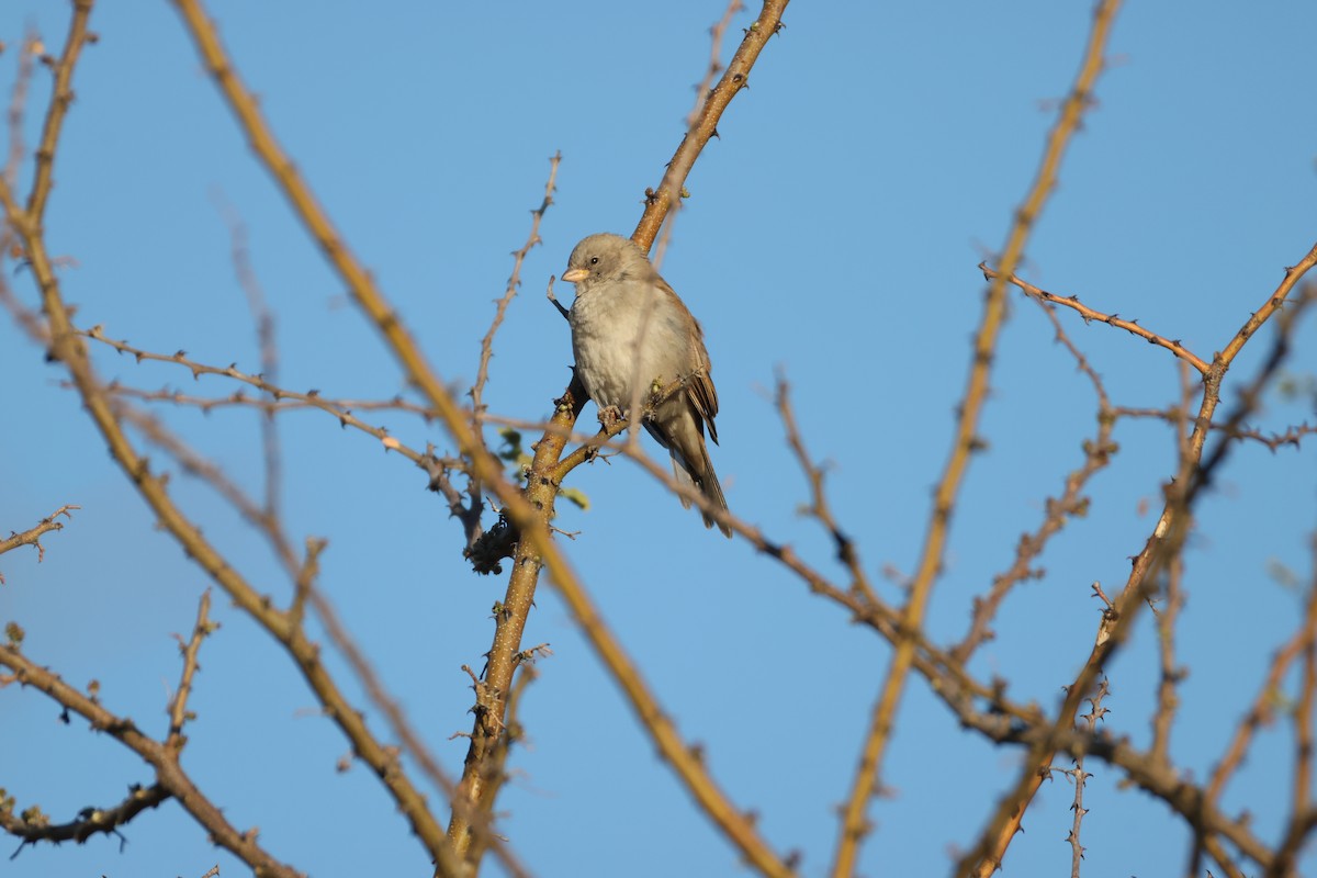 Southern Gray-headed Sparrow - ML639699254