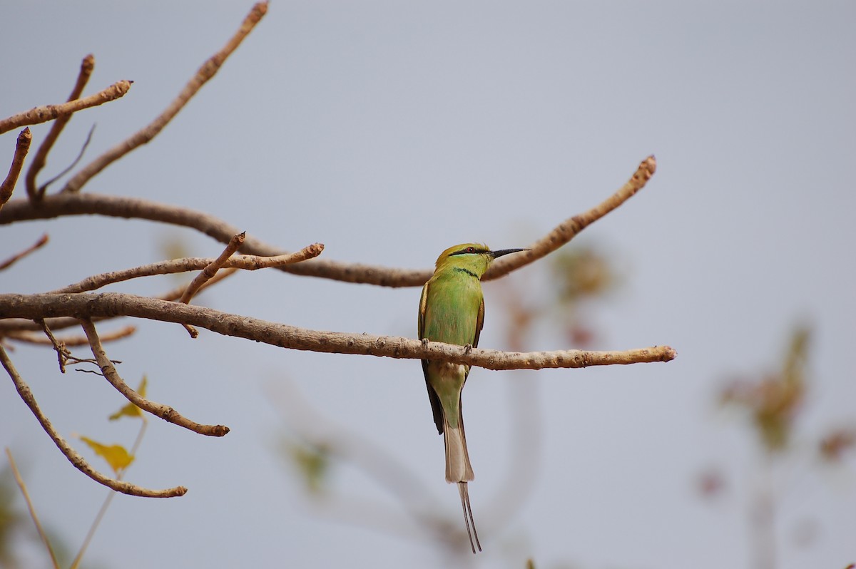 African Green Bee-eater - ML639699255
