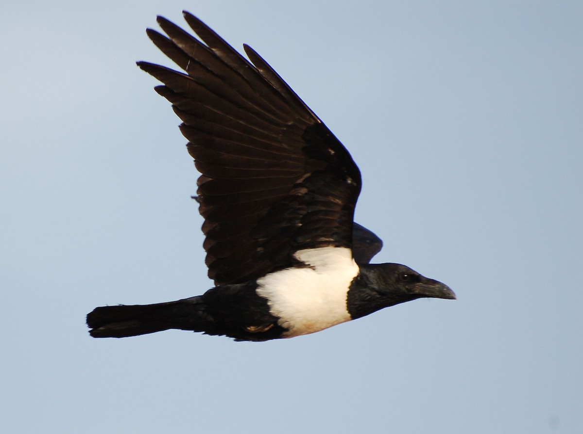 Pied Crow - ML639699256
