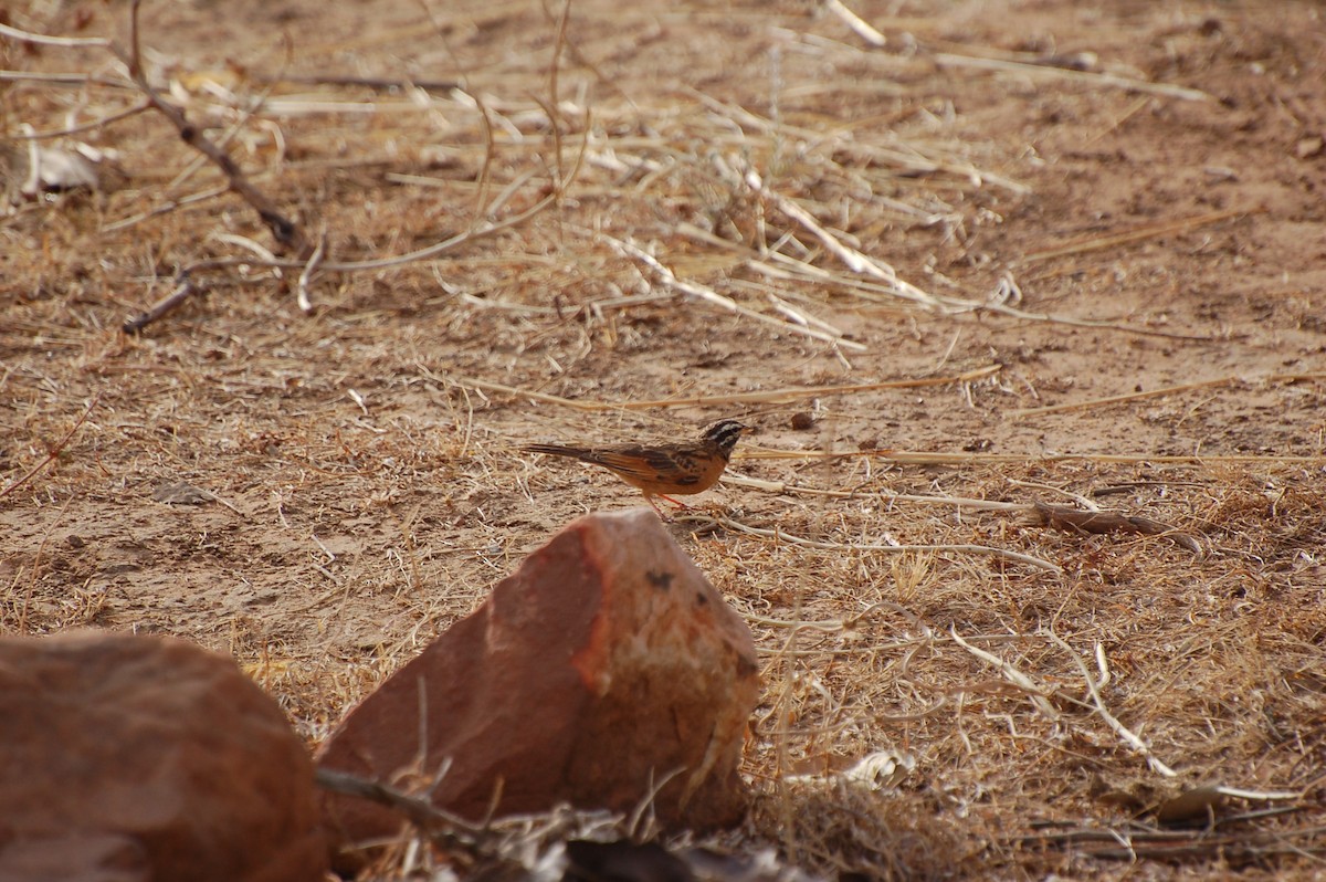 Gosling's Bunting - ML639699259