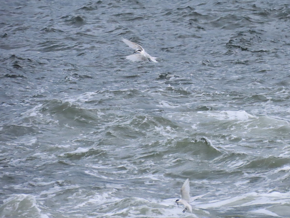 Black-naped Tern - ML639699260