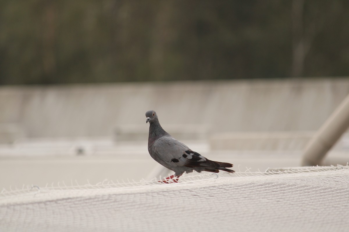 Rock Pigeon (Feral Pigeon) - ML639699261