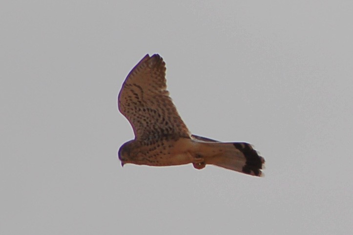 Eurasian Kestrel - ML639699309