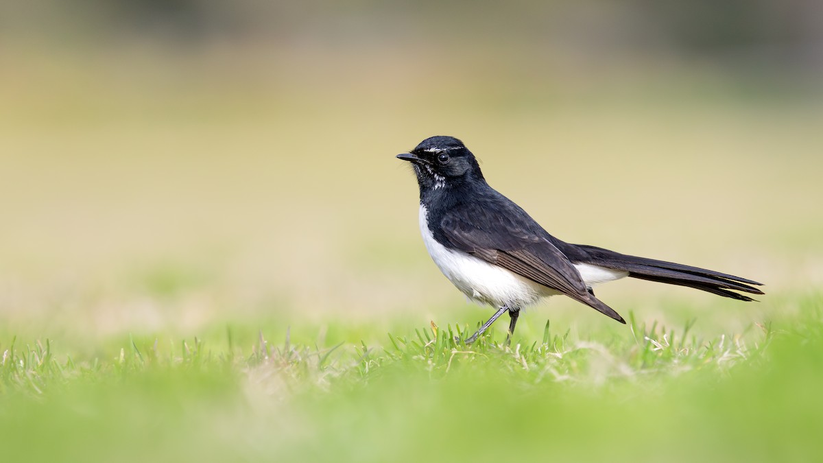Willie-wagtail - ML639699317