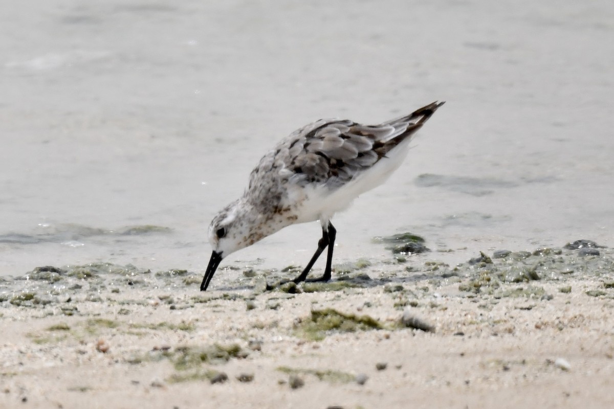 Sanderling - ML639699377