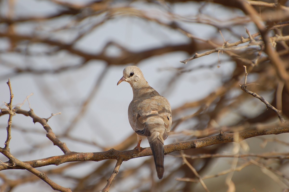 Namaqua Dove - ML639699462
