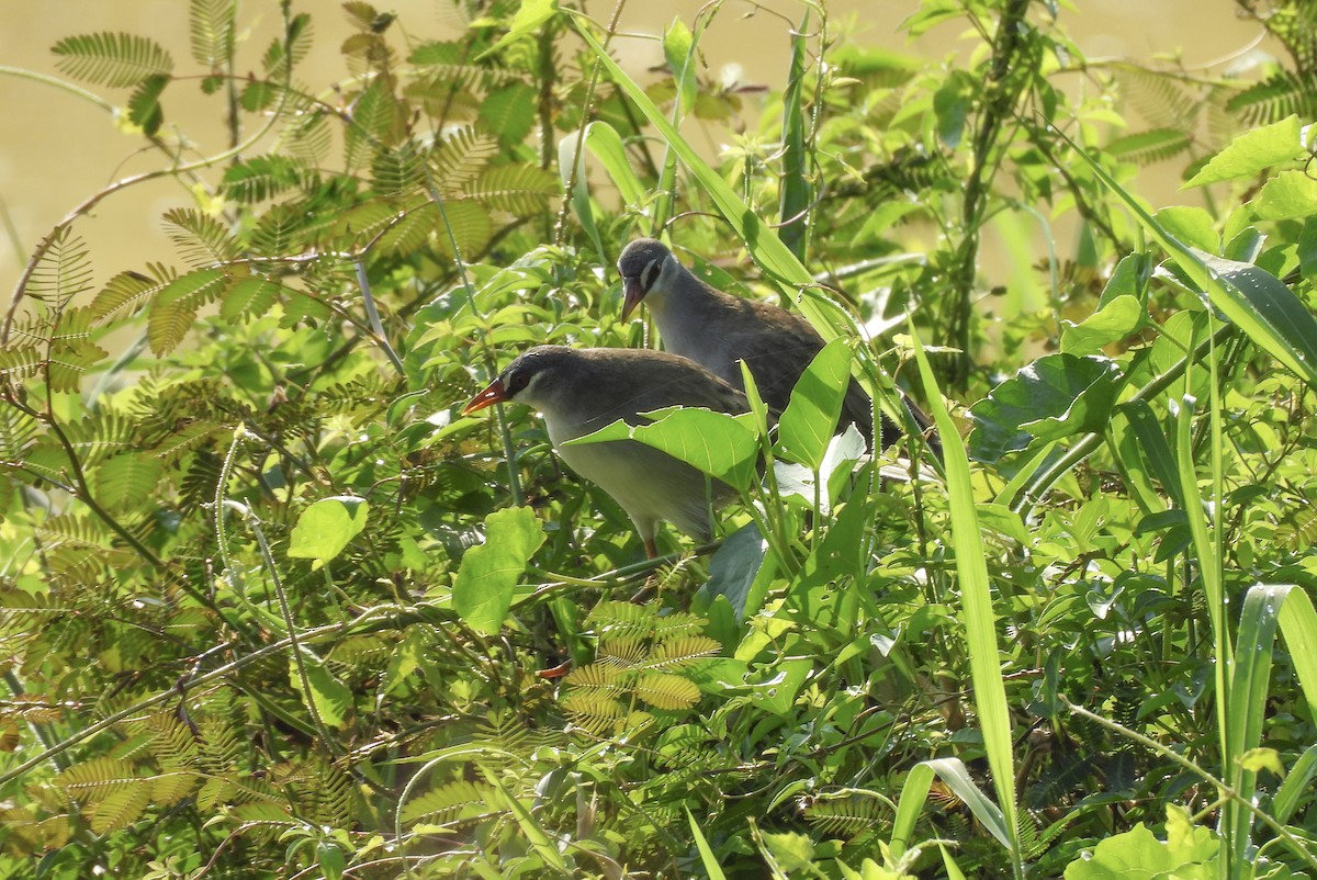 White-browed Crake - ML639699534