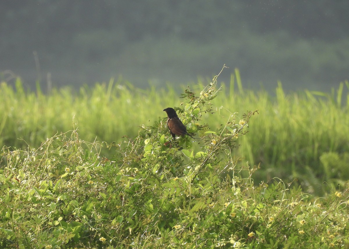 Lesser Coucal - ML639699536