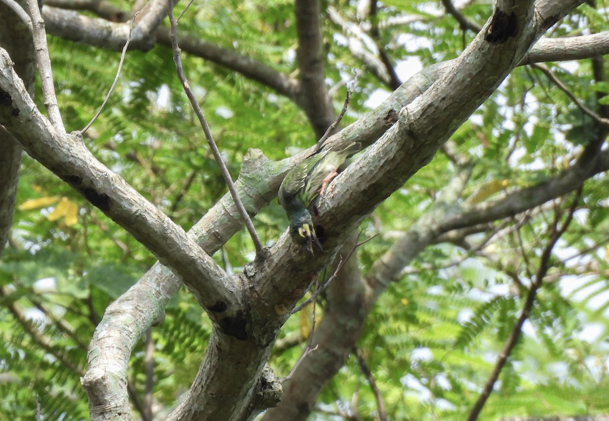 Coppersmith Barbet - ML639699555
