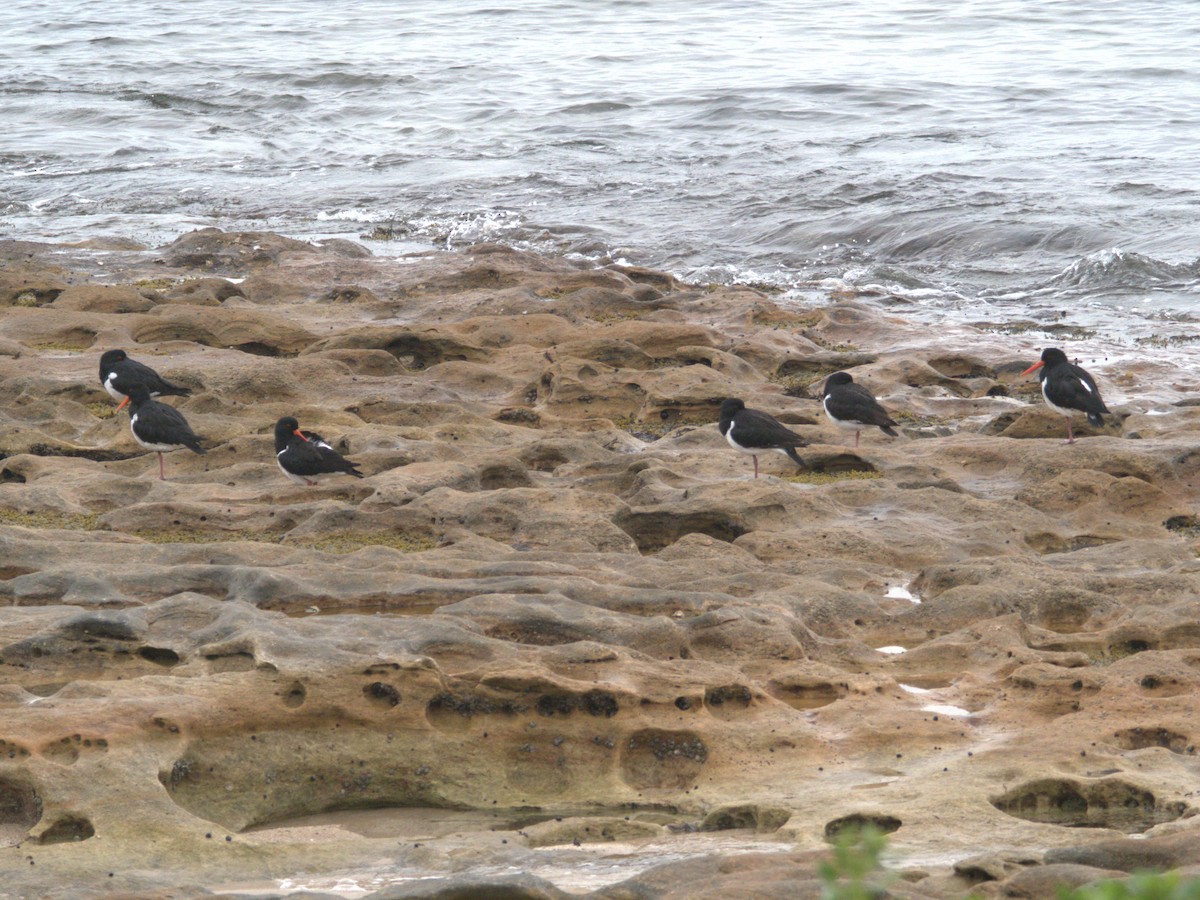 Pied Oystercatcher - ML639699687