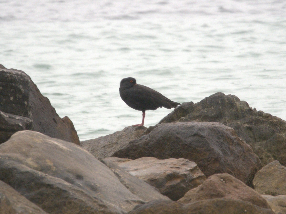 Sooty Oystercatcher - ML639699699