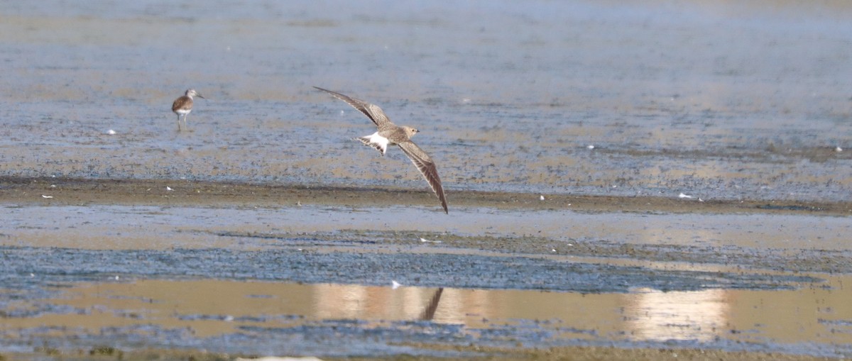 Black-winged Pratincole - ML639699784