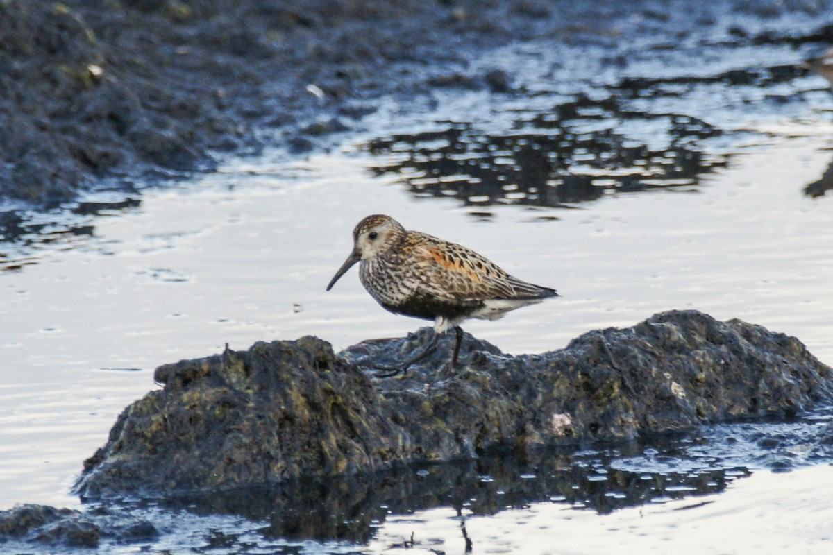 Dunlin - ML639699844