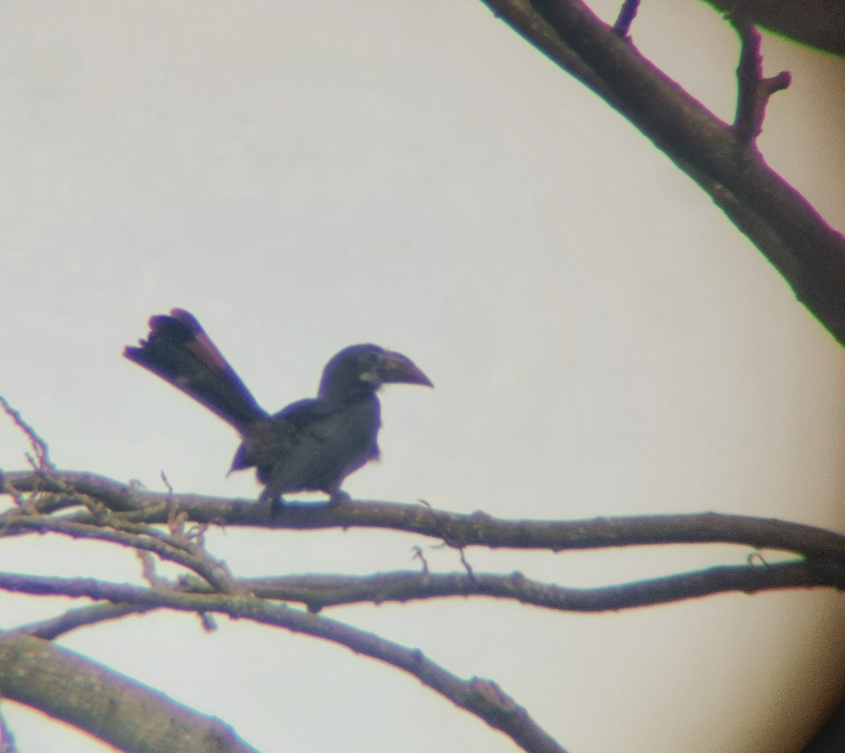 Luzon Hornbill - ML639699847