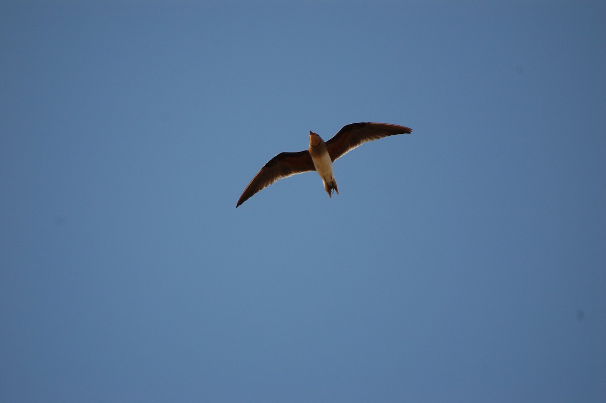 Collared Pratincole - ML639699974
