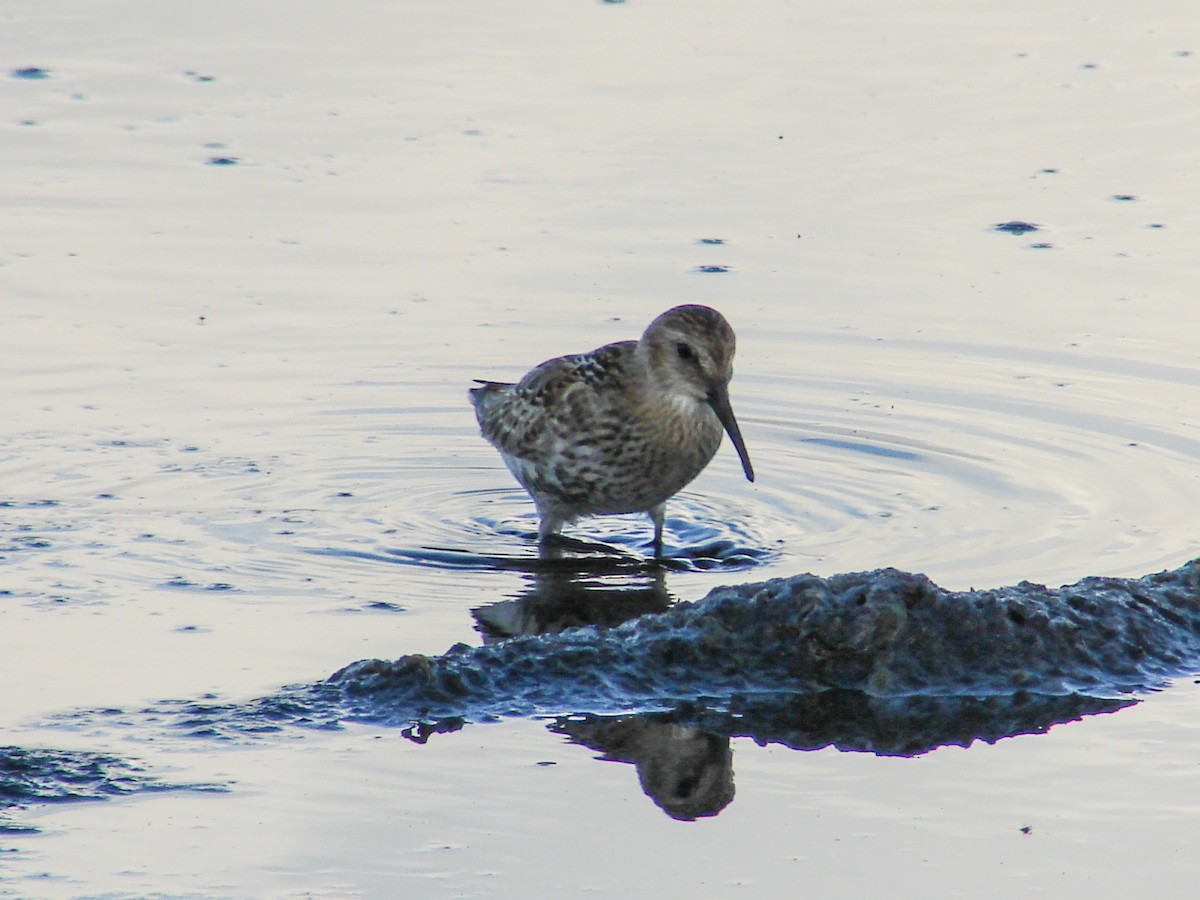 Dunlin - ML639699988
