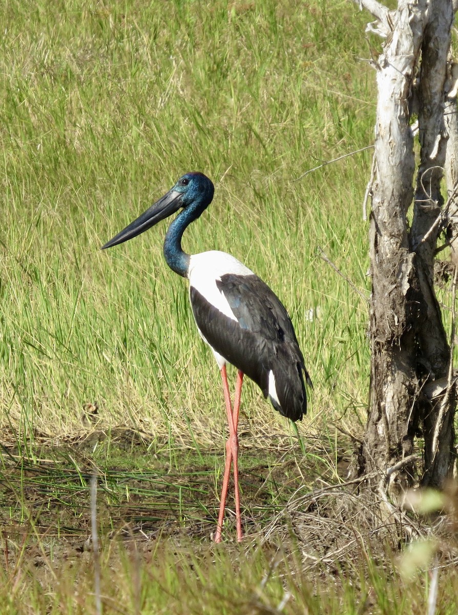Black-necked Stork - ML639700015