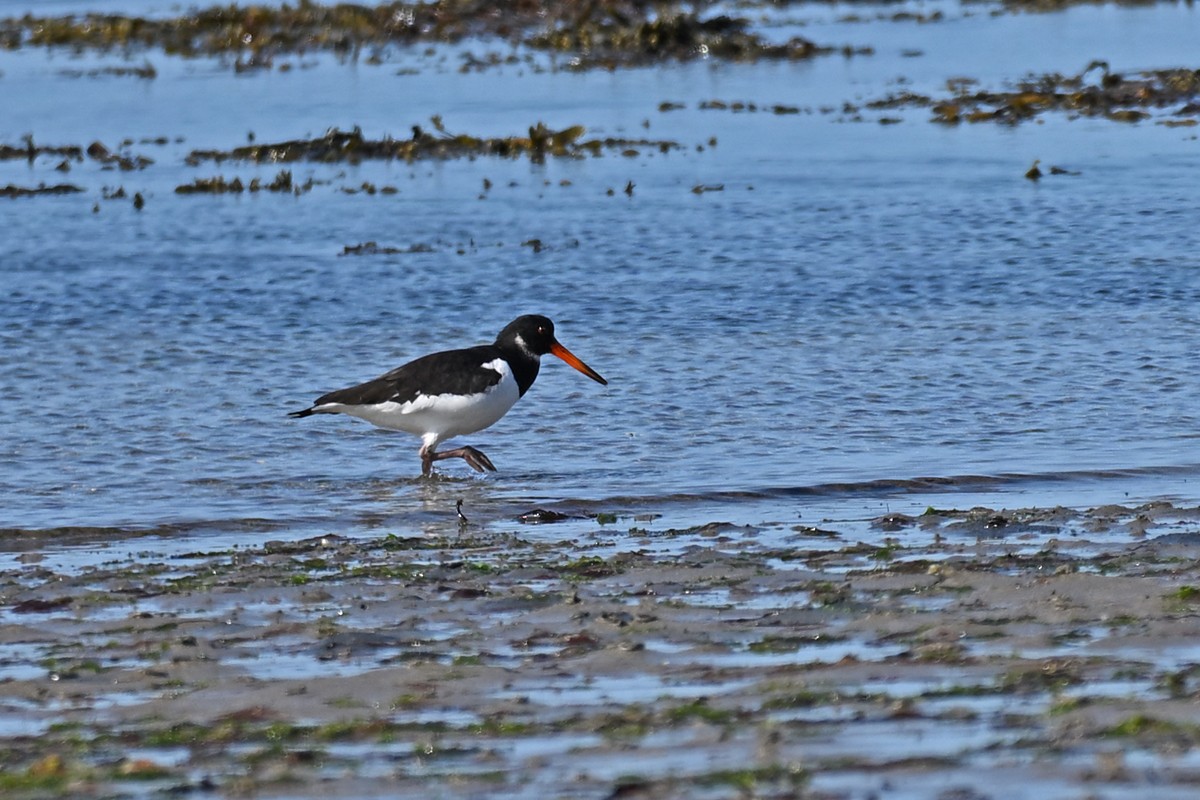 Eurasian Oystercatcher - ML639700078