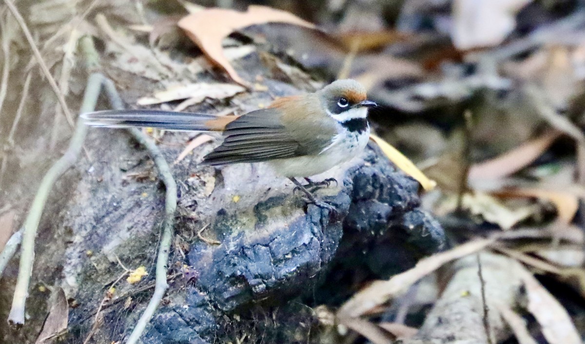 Arafura Fantail - ML639700081