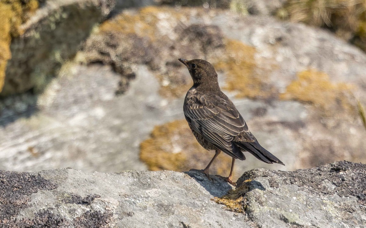 Ring Ouzel - ML639700113