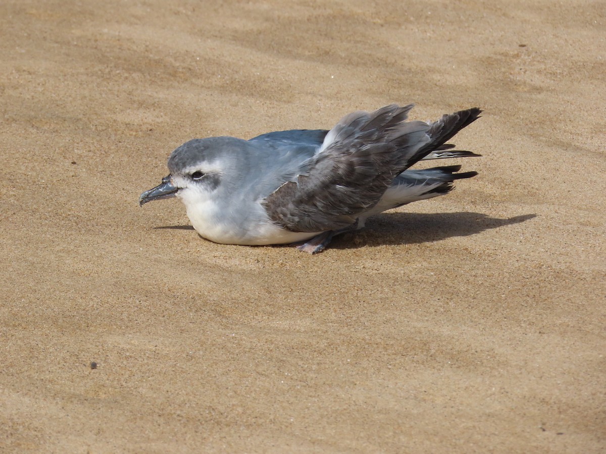 Antarctic Prion - ML639700122