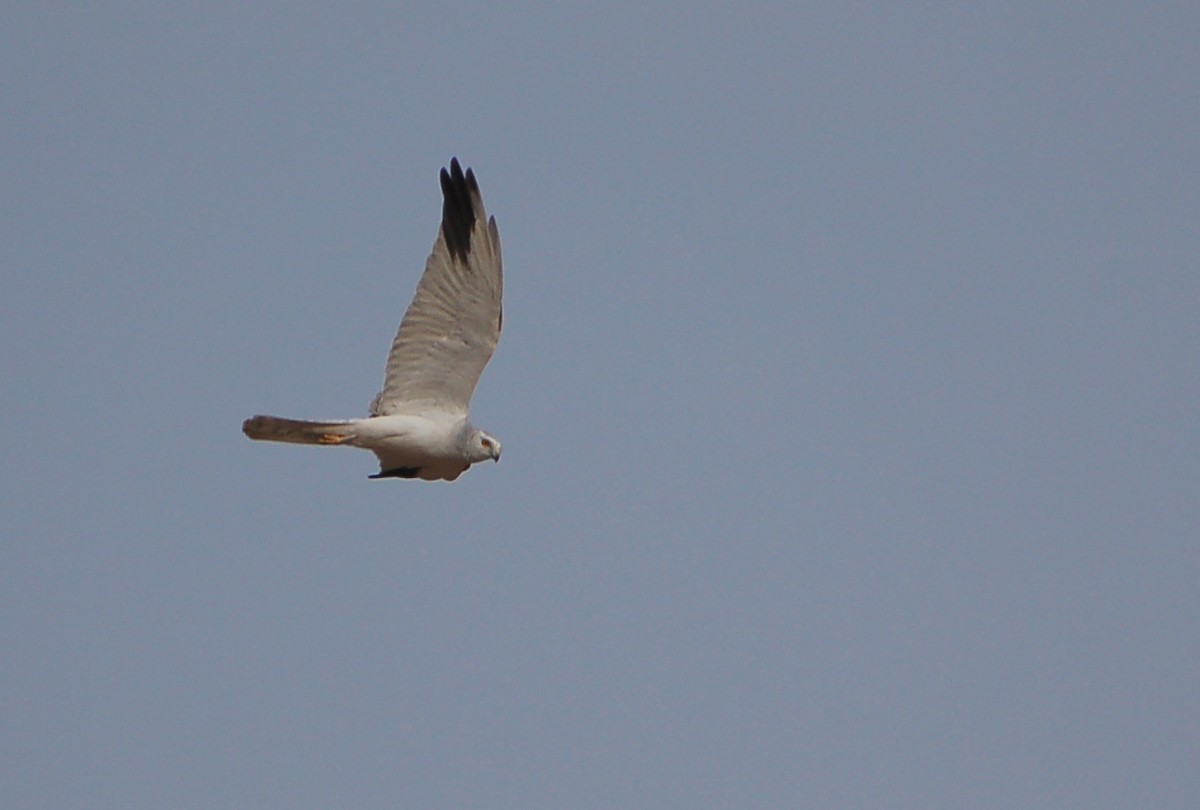 Pallid Harrier - ML639700143