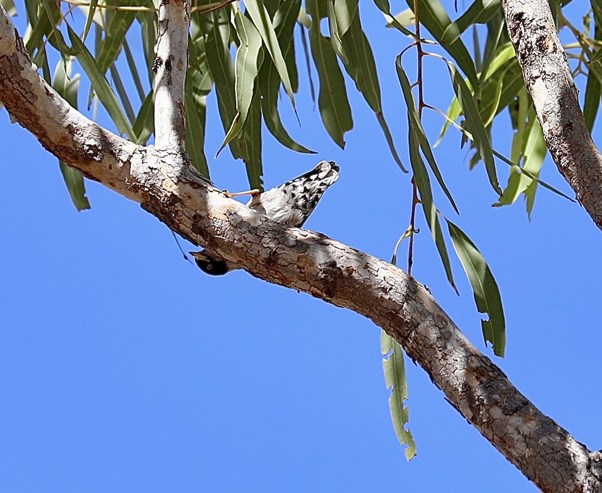 Varied Sittella - ML639700155