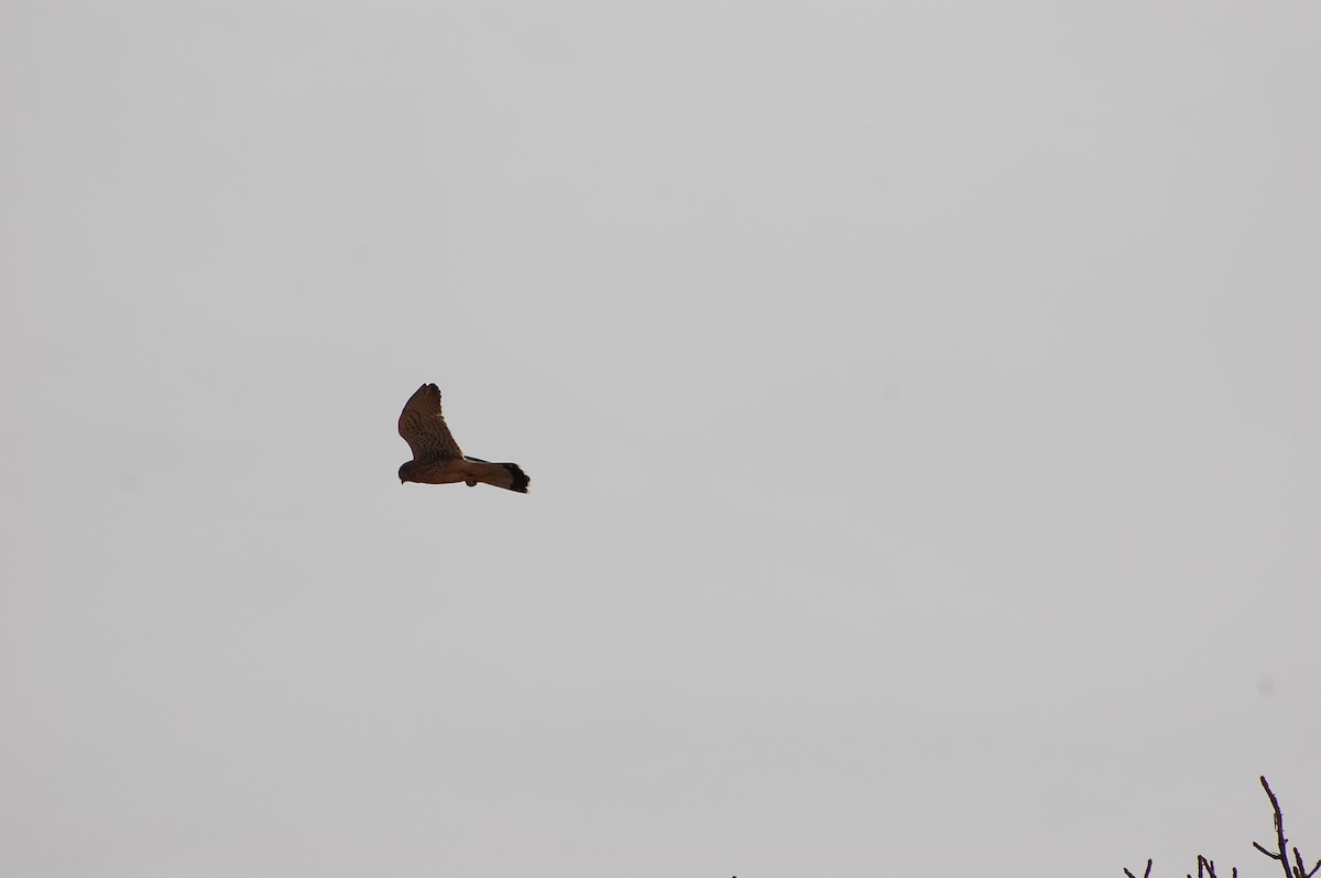 Eurasian Kestrel - ML639700185