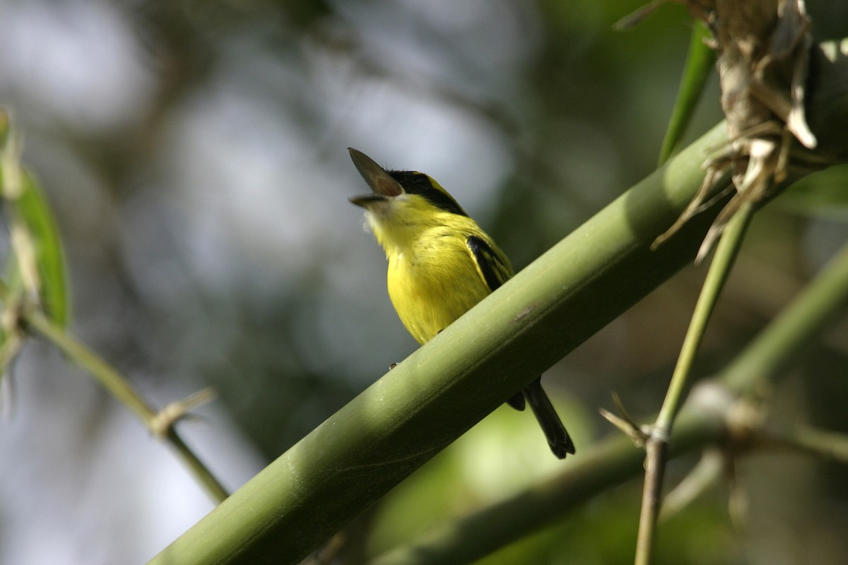 Yellow-browed Tody-Flycatcher - ML639700189