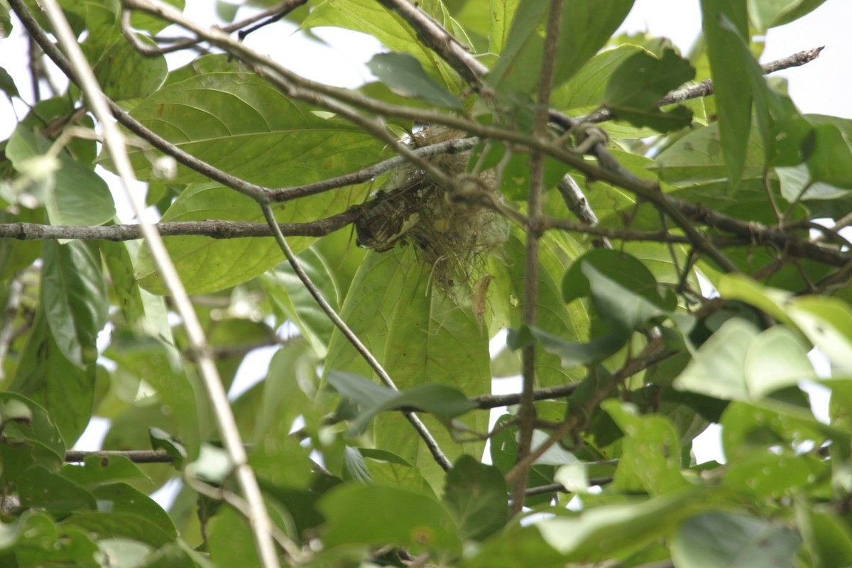 Yellow-browed Tody-Flycatcher - ML639700190