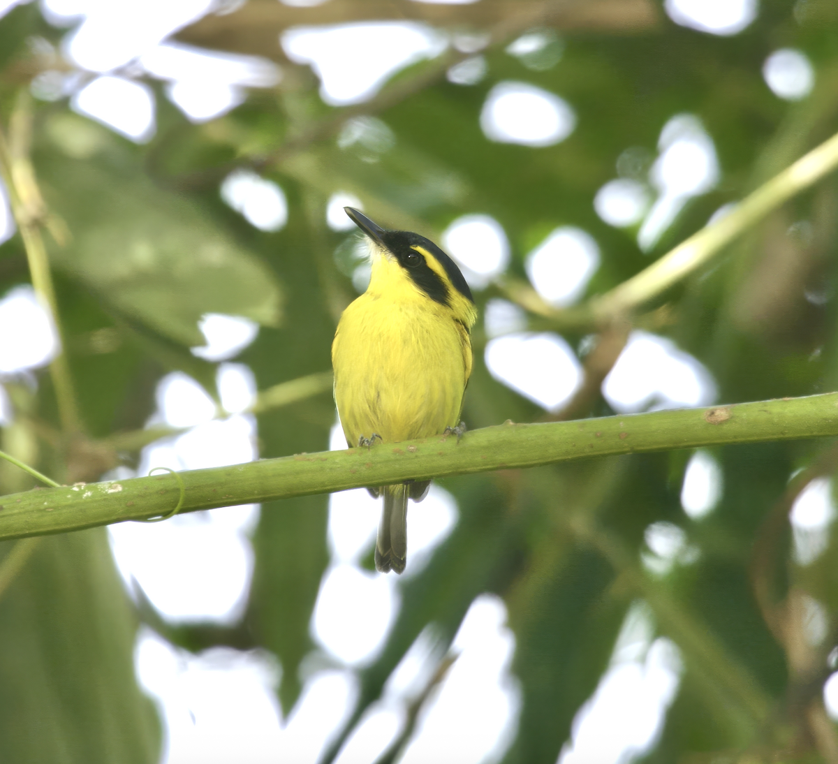 Yellow-browed Tody-Flycatcher - ML639700208