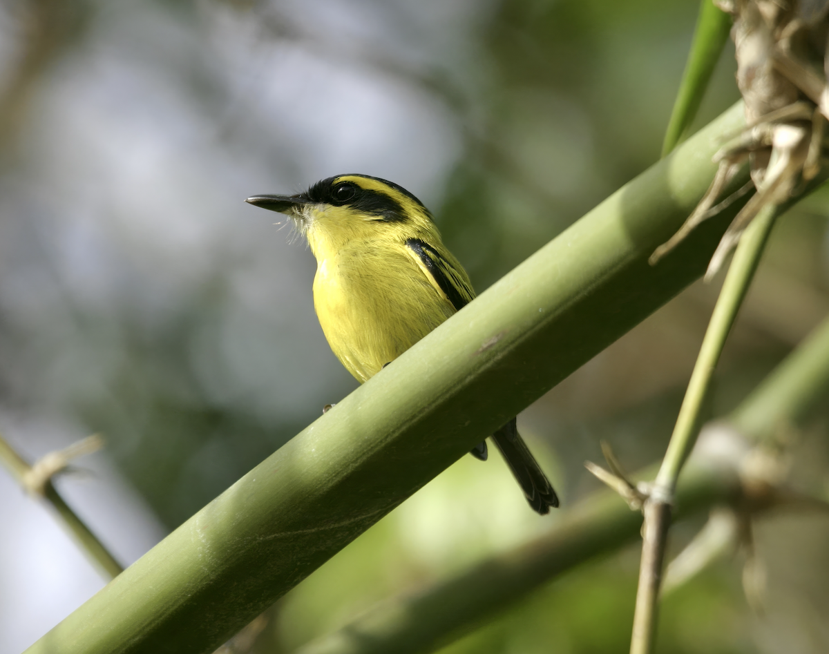 Yellow-browed Tody-Flycatcher - ML639700209