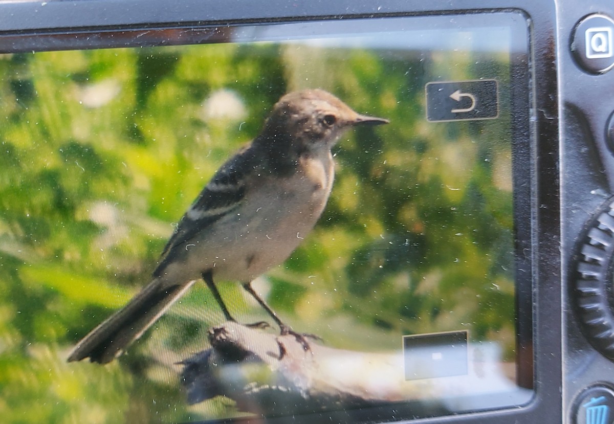 Citrine Wagtail - ML639700211