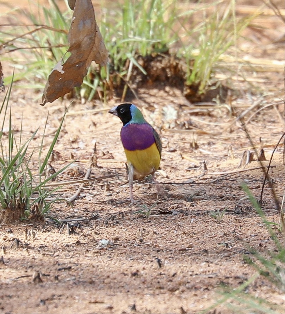 Gouldian Finch - ML639700213