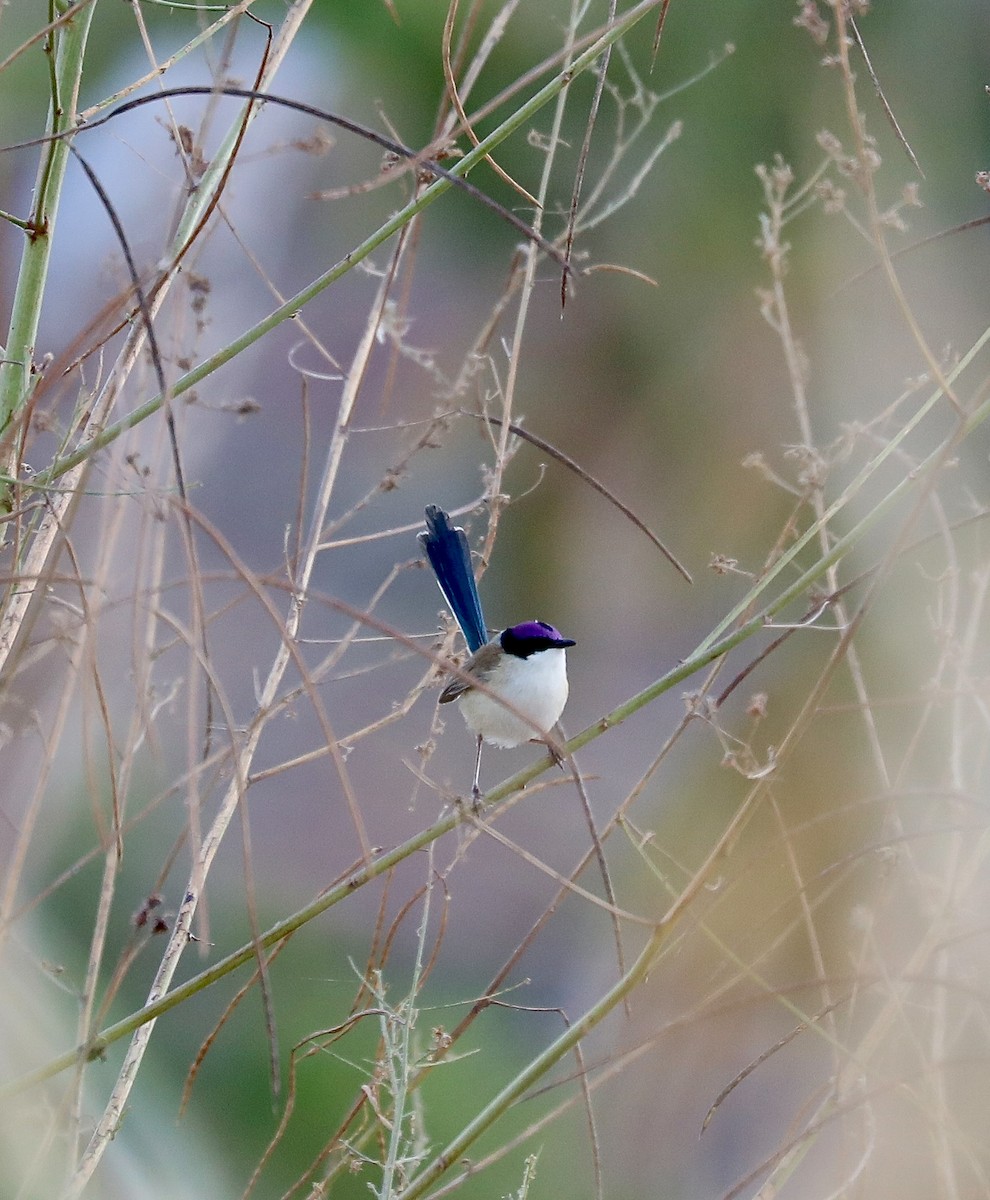 Purple-crowned Fairywren - ML639700250