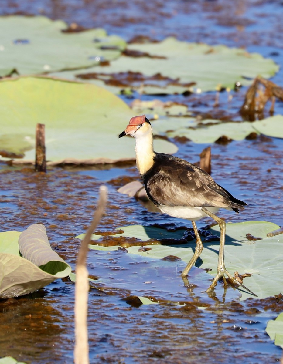Comb-crested Jacana - ML639700269