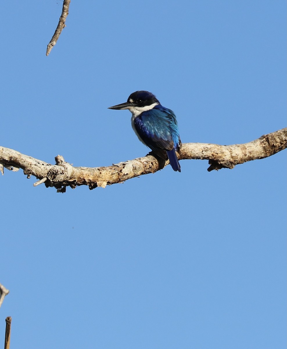 Forest Kingfisher - ML639700274