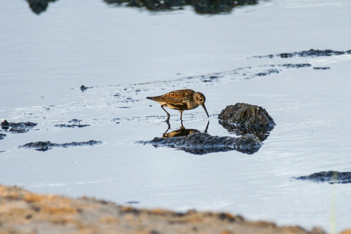 Dunlin - ML639700307