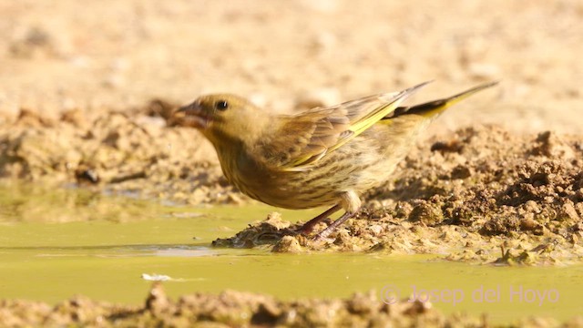 grønnfink - ML639700309