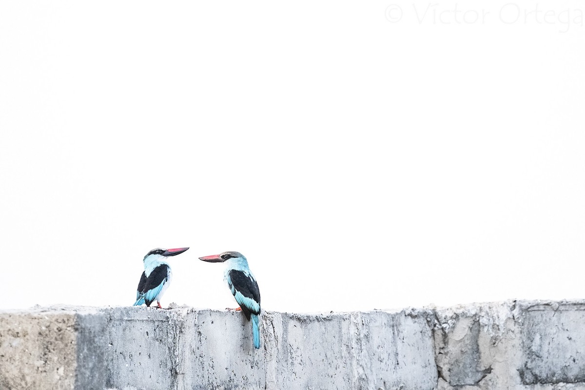 Blue-breasted Kingfisher - ML639700455