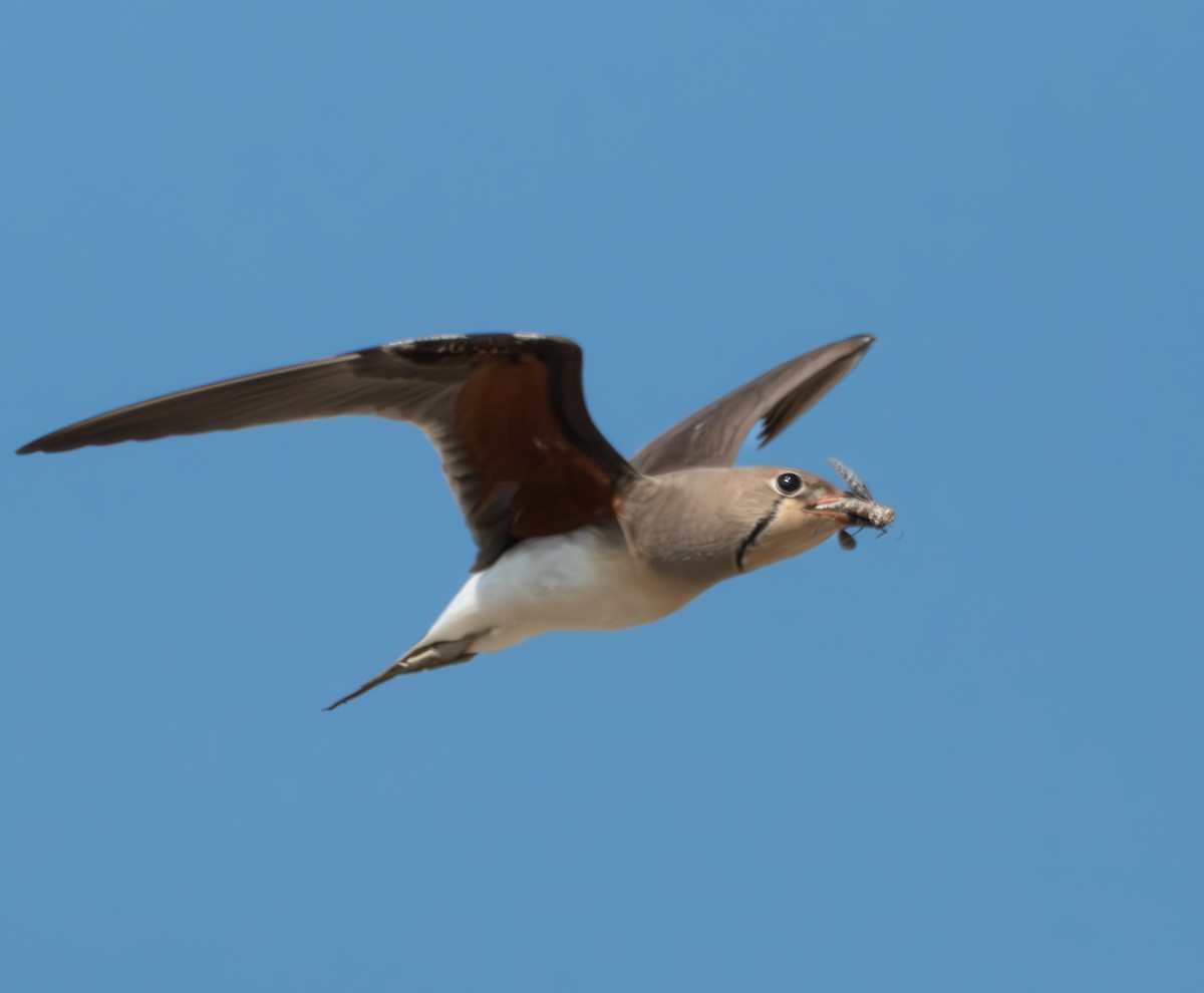 Collared Pratincole - ML639700519