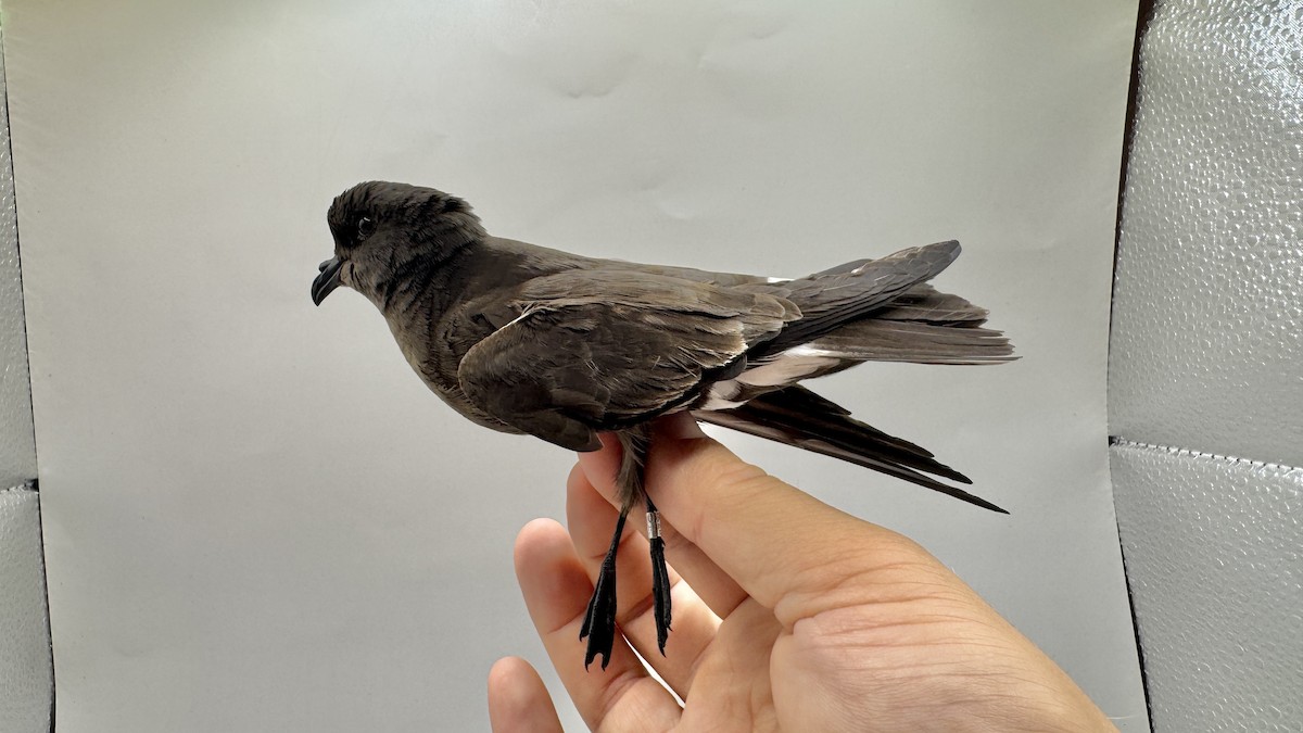 European Storm-Petrel - ML639700535