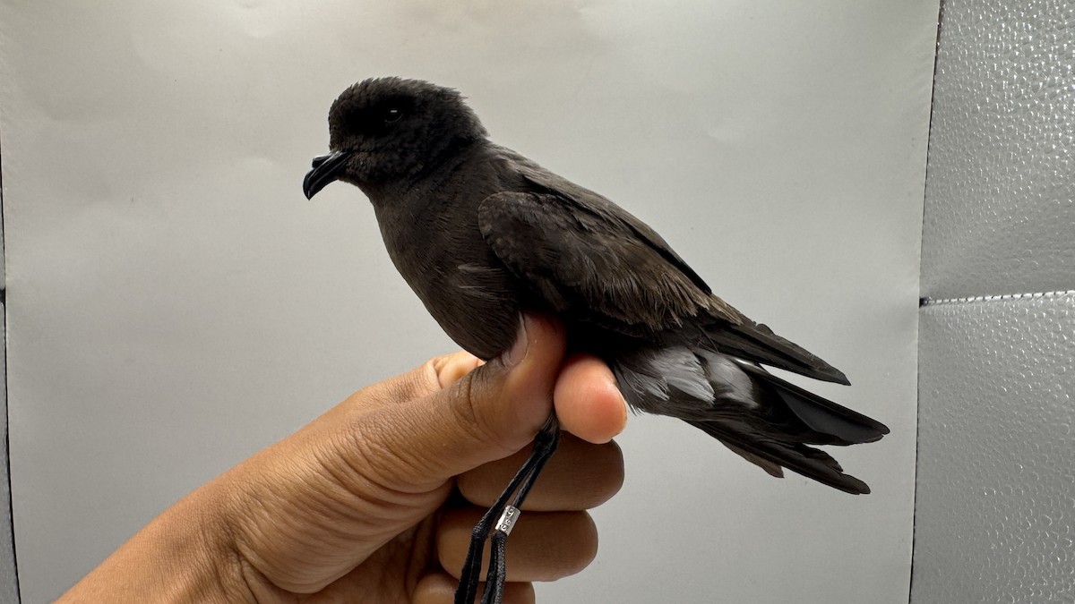 European Storm-Petrel - ML639700538