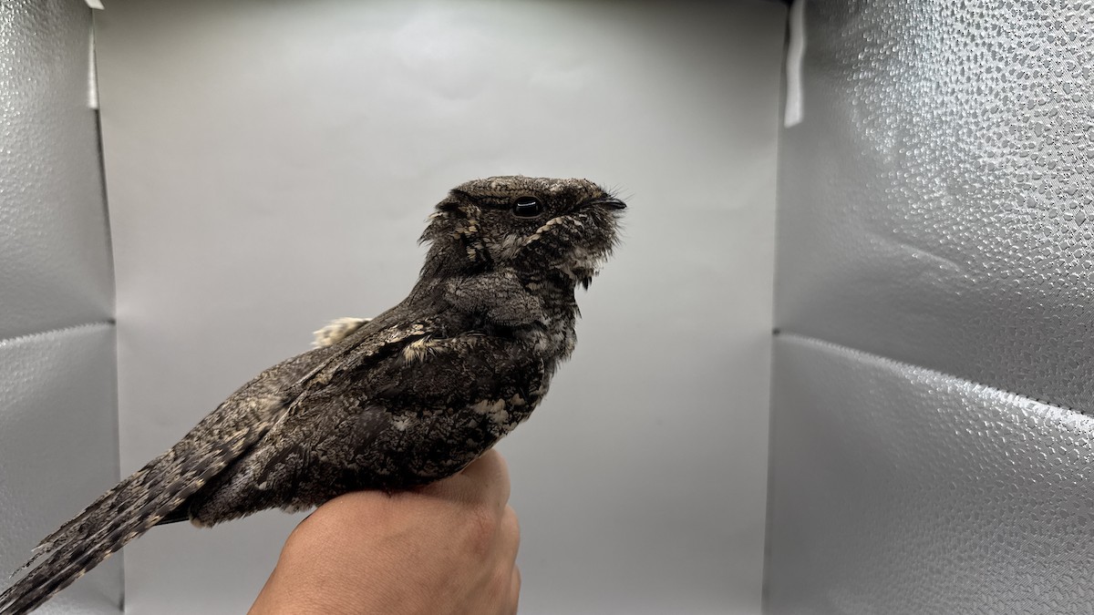 Өрнийн эргүүбор - ML639700542